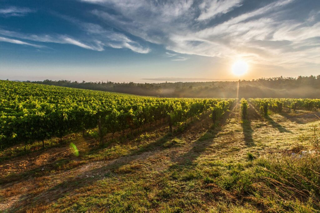 sončni zahod med vinogradi